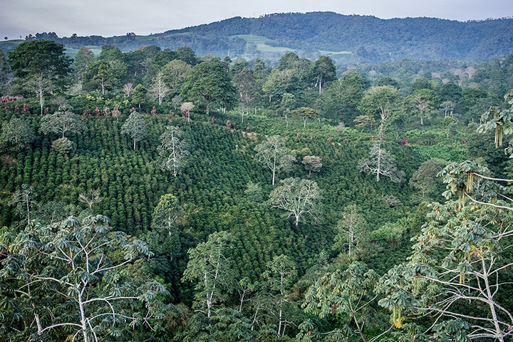 Cultivo de café a la sombra en Costa Rica