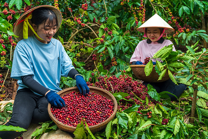 Recogida manual de las cerezas de café maduras en Vietnam