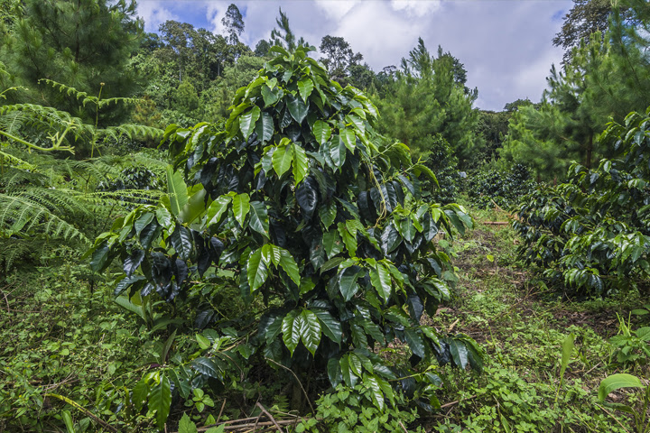 Plantación de café de cultivo intercalado