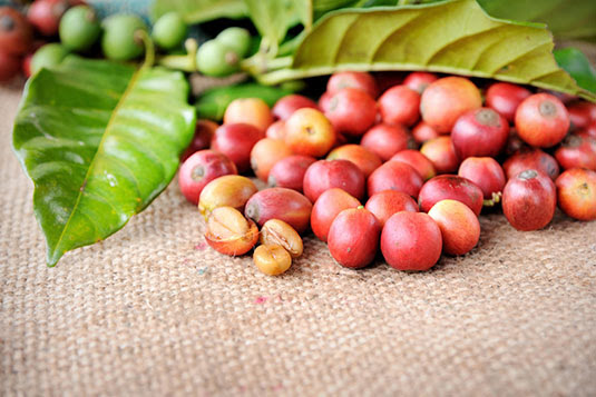 Los granos de café se encuentran dentro del fruto y envueltos por una pulpa dulce
