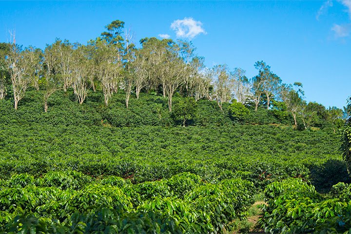 Plantación de café en Costa Rica