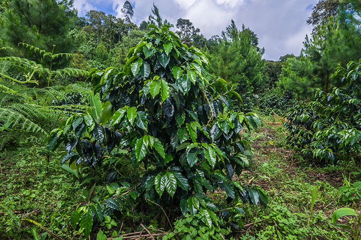 Plantación de café con cultivo intercalado