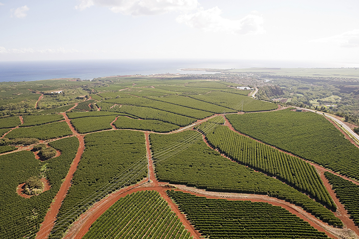 Plantación de café en Hawai
