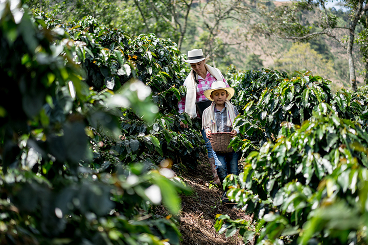 Plantación de café en Colombia