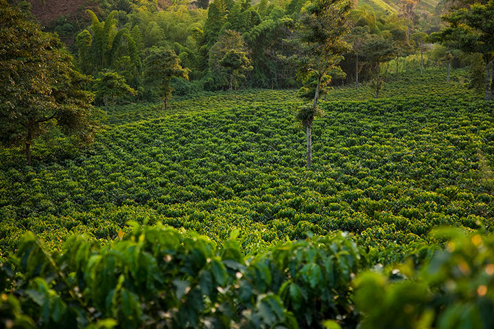 La mayor parte de las plantaciones de café colombiano se cultivan de forma tradicional