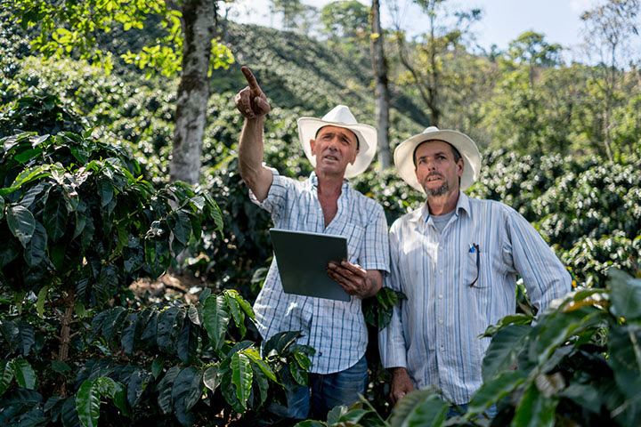 Productor de café en brasil