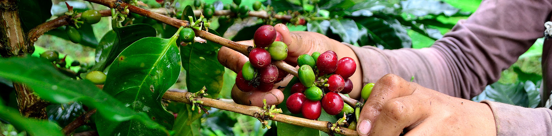 Agricultura Sostenible Café